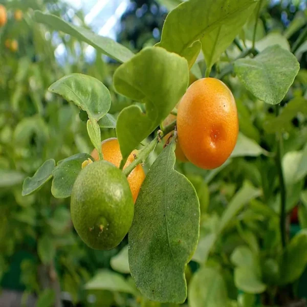 Nimbu Cot Sour All Time Lemon Nimbu Layering/Grafted Fruit Live Plant - Image 2