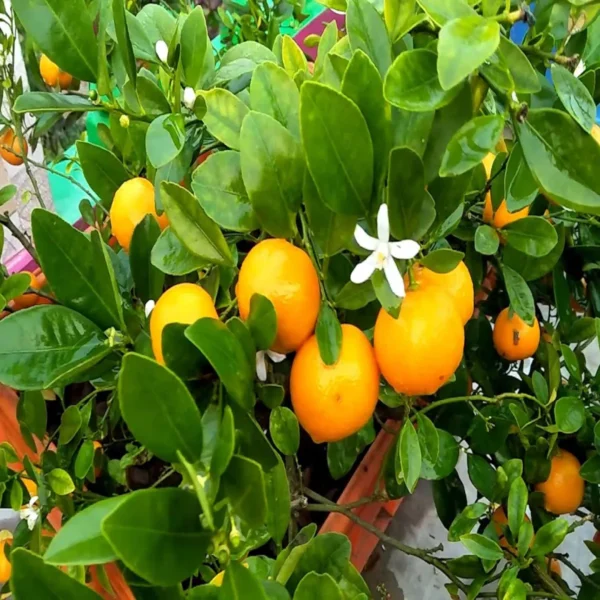 Nimbu Cot Sour All Time Lemon Nimbu Layering/Grafted Fruit Live Plant - Image 3