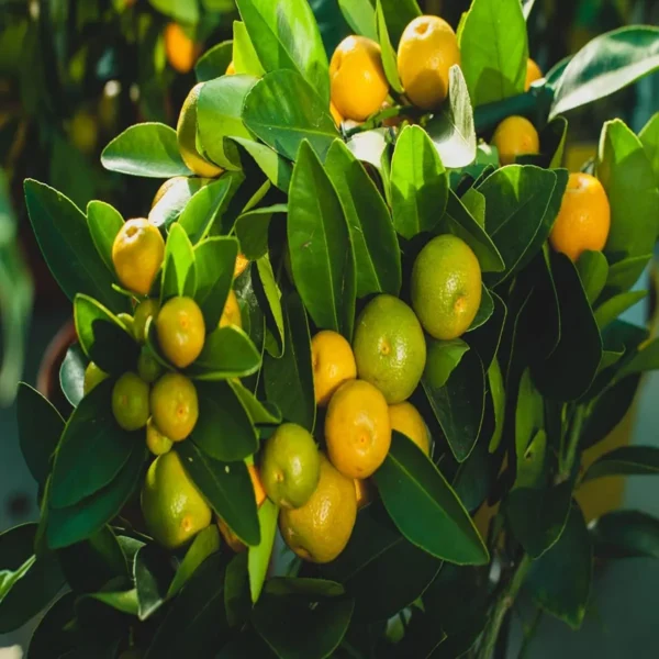 Nimbu Cot Sour All Time Lemon Nimbu Layering/Grafted Fruit Live Plant - Image 4