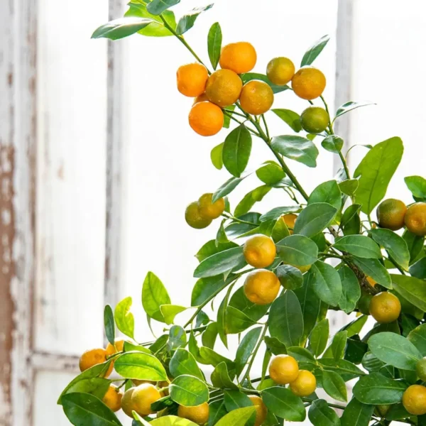 Nimbu Cot Sour All Time Lemon Nimbu Layering/Grafted Fruit Live Plant - Image 5
