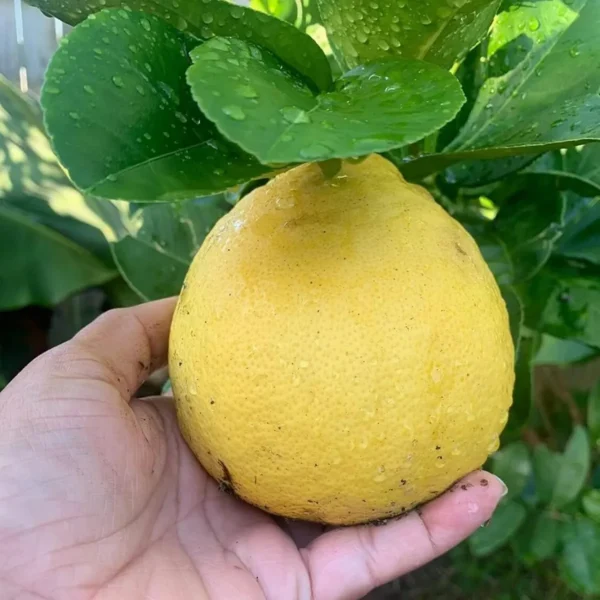 Thai Jambura Lemon Organic Fruit Plant - Image 2