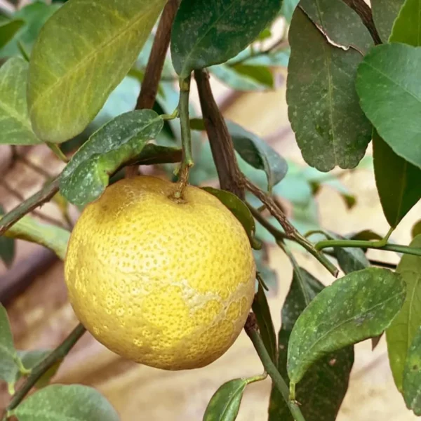 Thai Jambura Lemon Organic Fruit Plant - Image 4