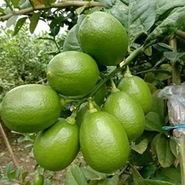 Nimbu China 3 Seedless Grafted Fruit Live Plant - Image 2