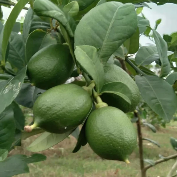 Nimbu China 3 Seedless Grafted Fruit Live Plant - Image 3
