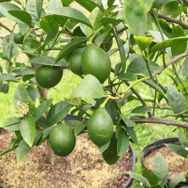 Nimbu China 3 Seedless Grafted Fruit Live Plant - Image 4