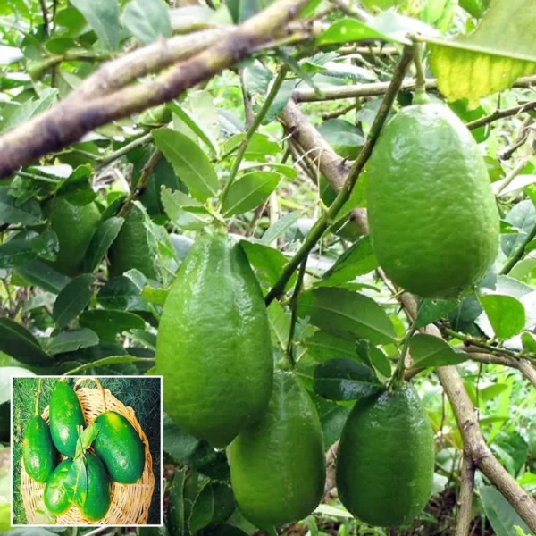 Gandhoraj Lemon Organic Fruit Plant
