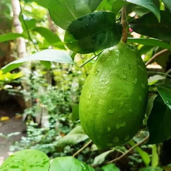 Gandhoraj Lemon Organic Fruit Plant - Image 2