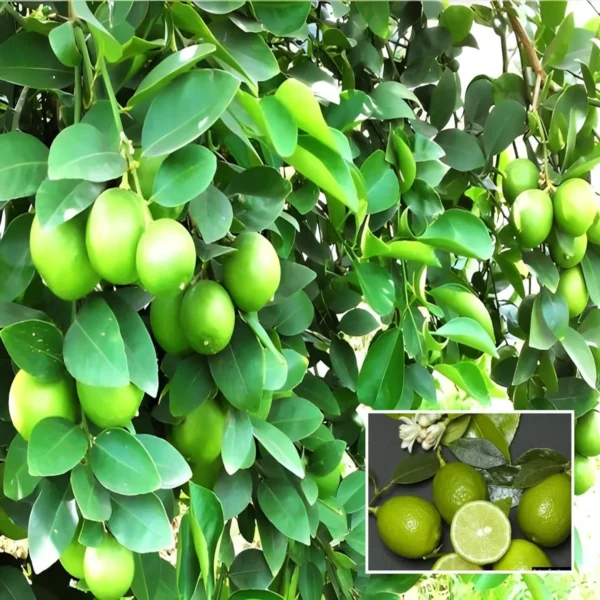 All Time Kagzi Pati Lemon Sadabahar