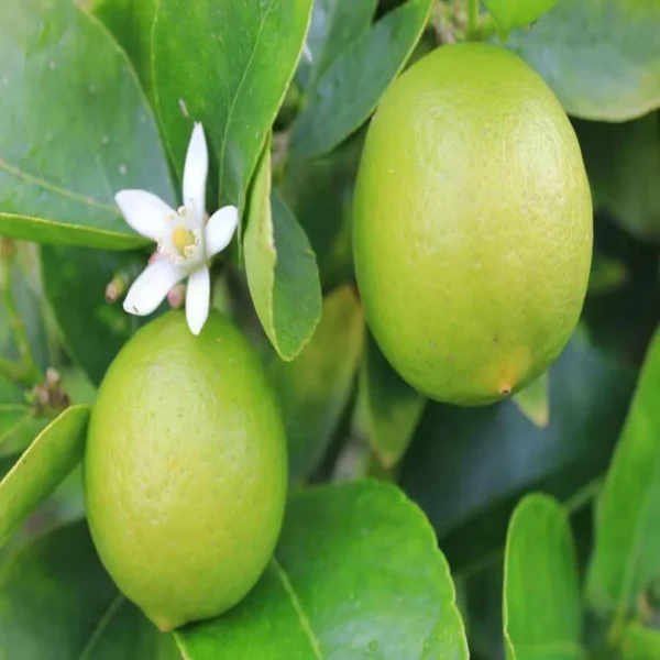 Nimbu Kagzi Lemon All Time Lemon Nimbu Layering/Grafted Fruit Live Plant - Image 2
