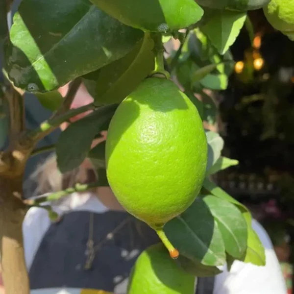 All Time Kagzi Pati Lemon Sadabahar - Image 3