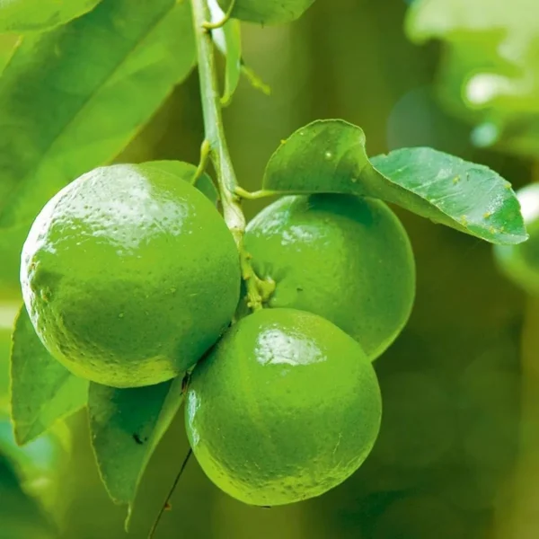 Nimbu Layering Grafted Fruit Live Plant - Image 2