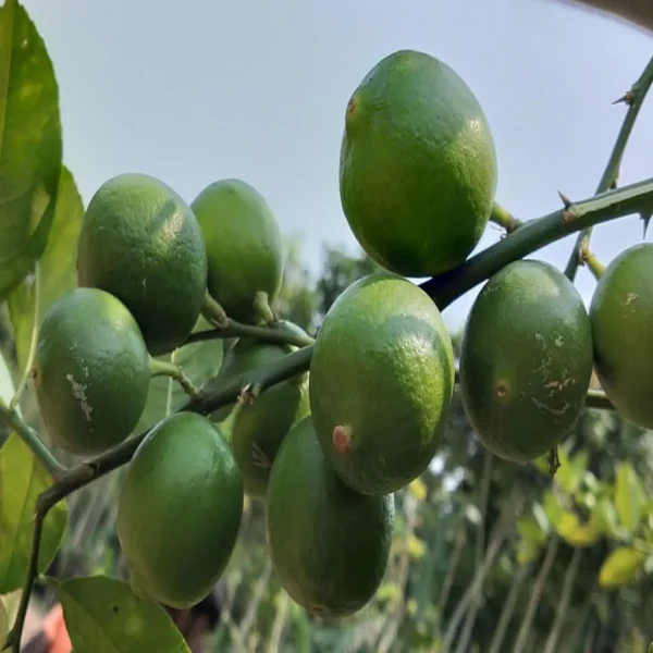 Nimbu Layering Grafted Fruit Live Plant - Image 3