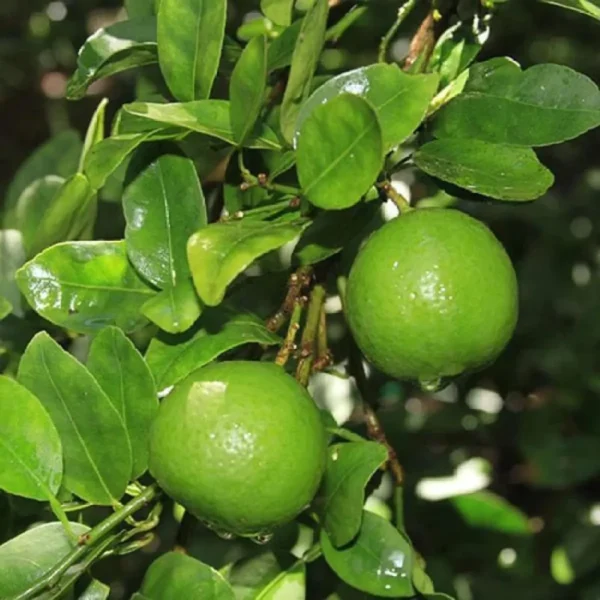 Nimbu Layering Grafted Fruit Live Plant - Image 4