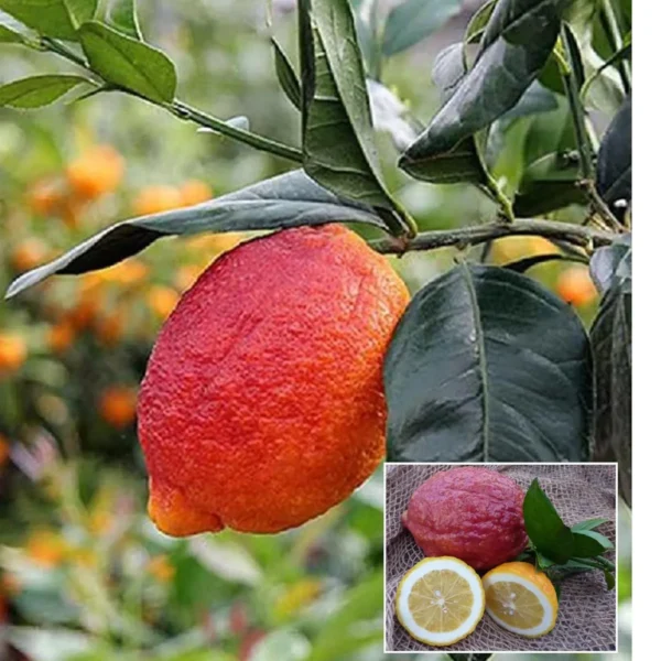 Nimbu Red Lemon Lemon Nimbu Grafted Fruit Live Plant
