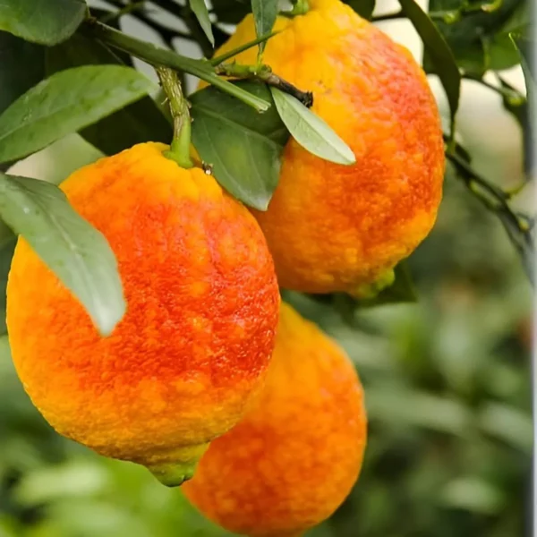 Nimbu Red Lemon Lemon Nimbu Grafted Fruit Live Plant - Image 2
