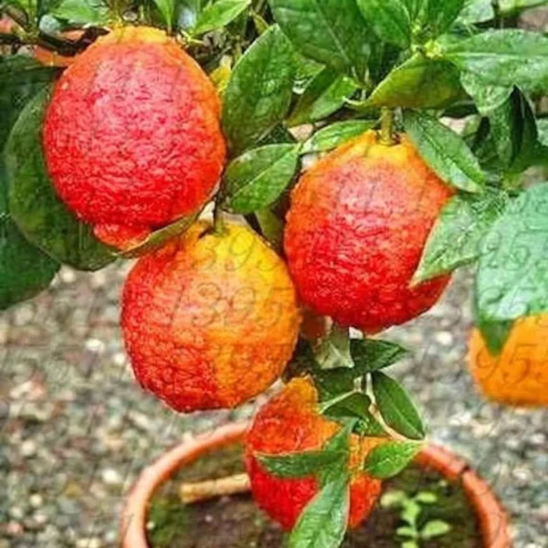 Nimbu Red Lemon Lemon Nimbu Grafted Fruit Live Plant - Image 3