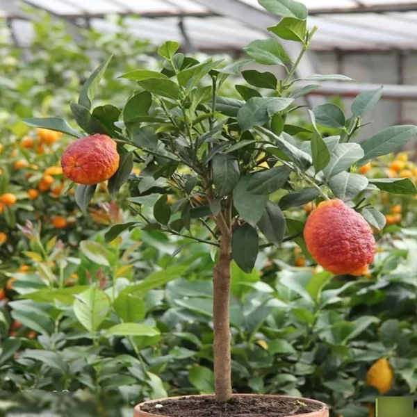 Nimbu Red Lemon Lemon Nimbu Grafted Fruit Live Plant - Image 4