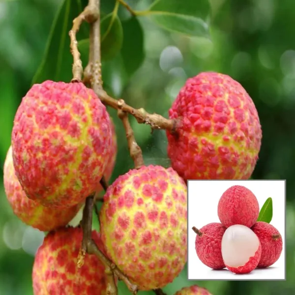 Chinensis Litchi Layering / Grafted Fruit Live Plant