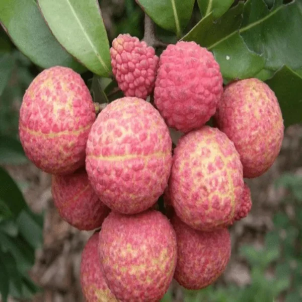 Chinensis Litchi Layering / Grafted Fruit Live Plant - Image 2