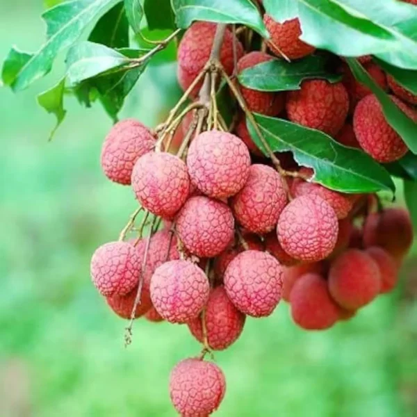 Chinensis Litchi Layering / Grafted Fruit Live Plant - Image 3