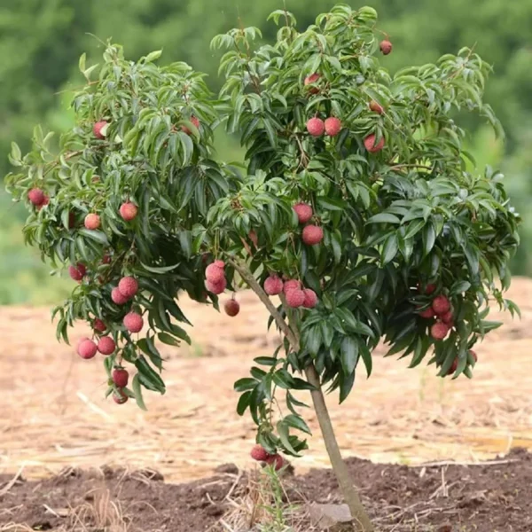 Chinensis Litchi Layering / Grafted Fruit Live Plant - Image 4