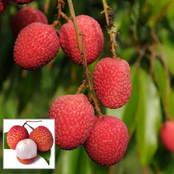 Bombai Litchi Lychee Layering/Grafted Fruit Live Plant