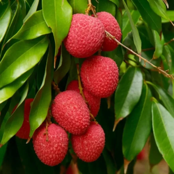 Bombai Litchi Lychee Layering/Grafted Fruit Live Plant - Image 2