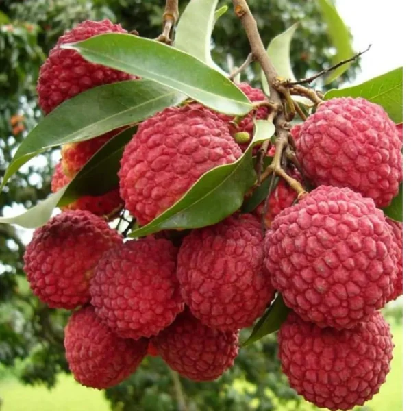 Bombai Litchi Lychee Layering/Grafted Fruit Live Plant - Image 3