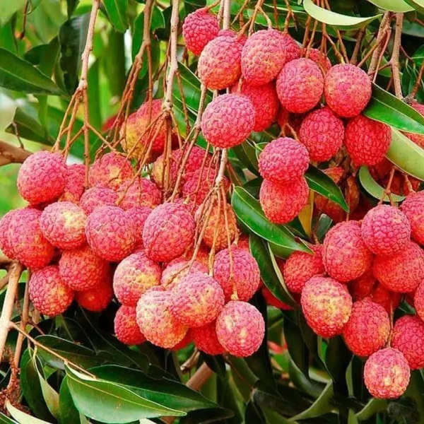 Bombai Litchi Lychee Layering/Grafted Fruit Live Plant - Image 4