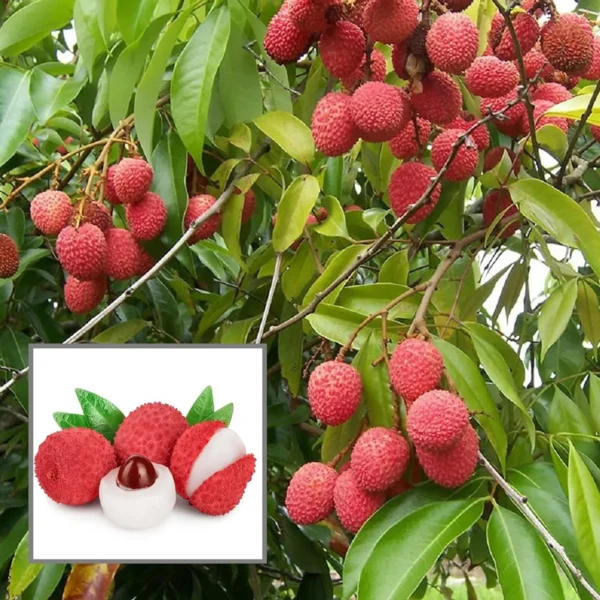 Muzaffarpur Shahi Litchi Lychee Fruit Live Plant