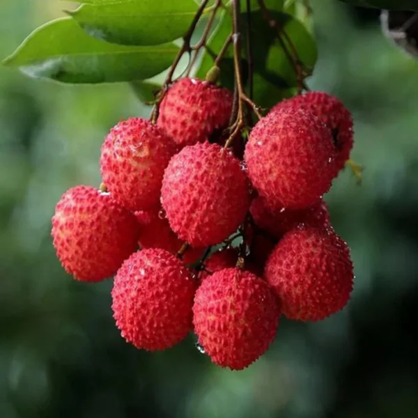 Muzaffarpur Shahi Litchi Lychee Fruit Live Plant - Image 2