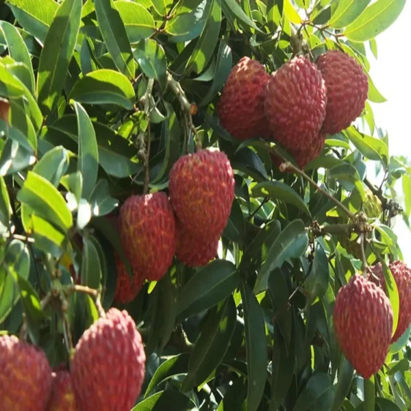 Muzaffarpur Shahi Litchi Lychee Fruit Live Plant - Image 3