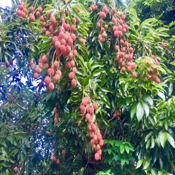 Muzaffarpur Shahi Litchi Lychee Fruit Live Plant - Image 4