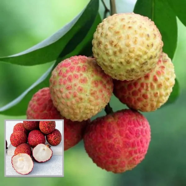 Early Seedless Litchi Fruit Live Plant