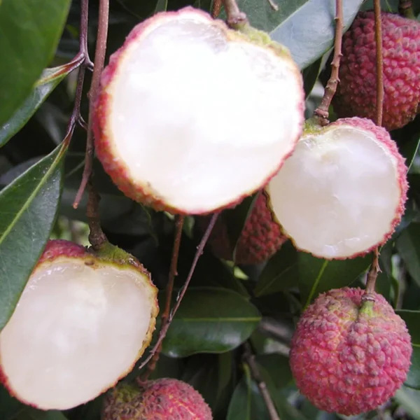 Early Seedless Litchi Fruit Live Plant - Image 2