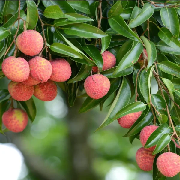 Early Seedless Litchi Fruit Live Plant - Image 3