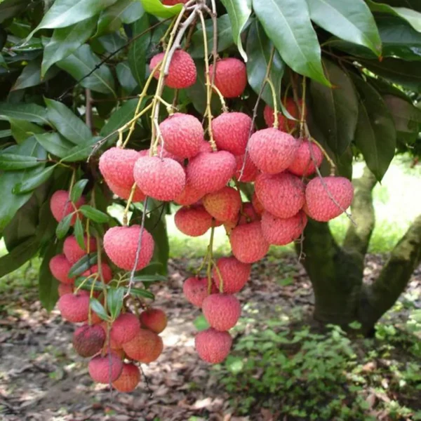 Early Seedless Litchi Fruit Live Plant - Image 4