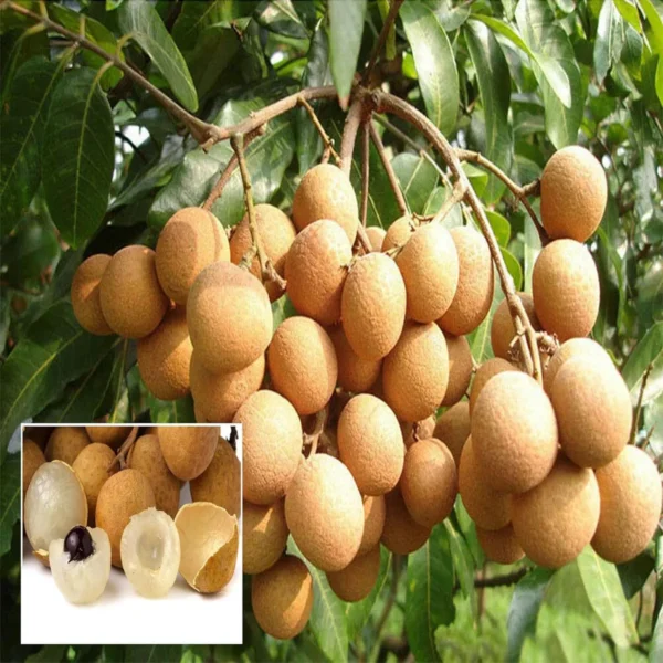 Kohala Hawaii Dragon Eye Longan Grafted Fruit Live Plant