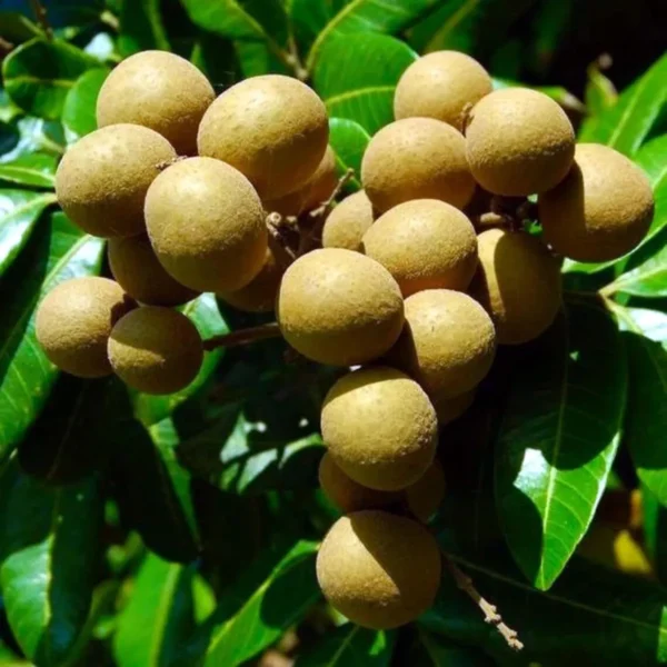 Kohala Hawaii Dragon Eye Longan Grafted Fruit Live Plant - Image 2