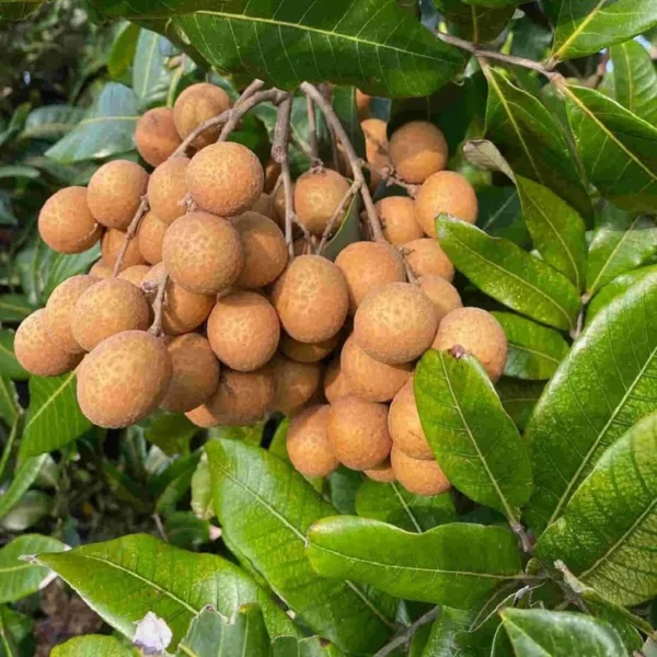 Kohala Hawaii Dragon Eye Longan Grafted Fruit Live Plant - Image 3