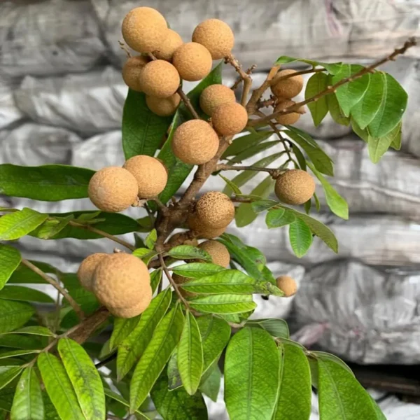 Kohala Hawaii Dragon Eye Longan Grafted Fruit Live Plant - Image 5