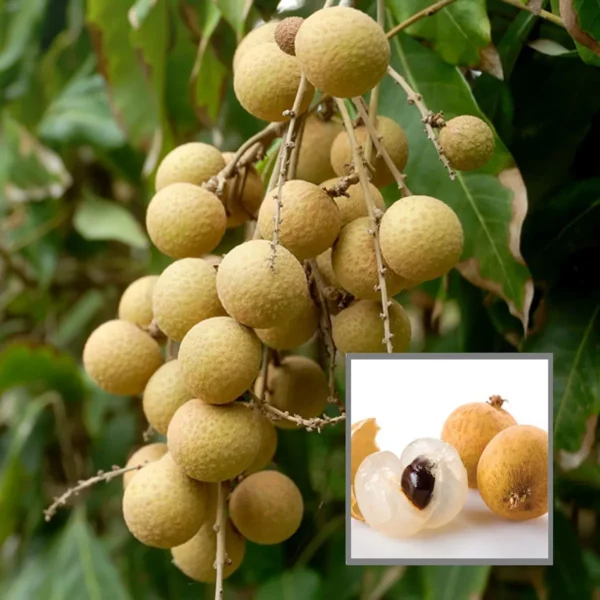 Diamond River Dragon Eye Longan Grafted Fruit Live Plant