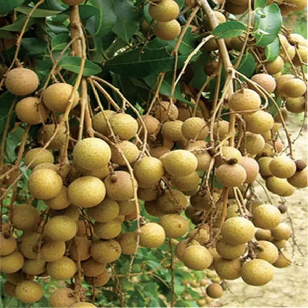 Diamond River Dragon Eye Longan Grafted Fruit Live Plant - Image 2