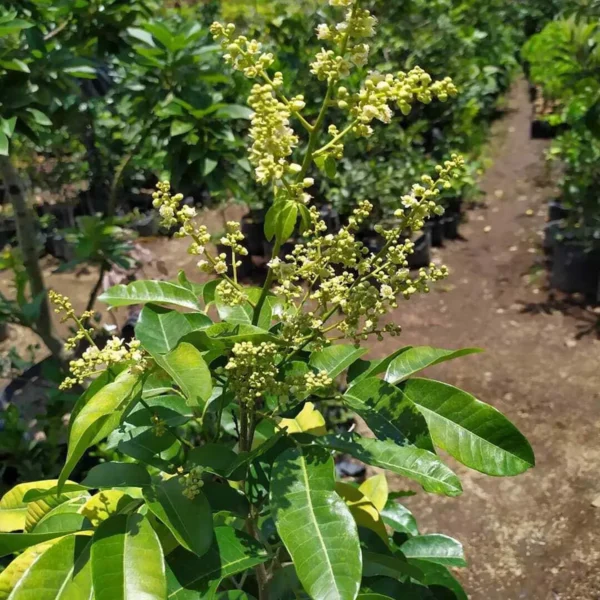 Diamond River Dragon Eye Longan Grafted Fruit Live Plant - Image 3