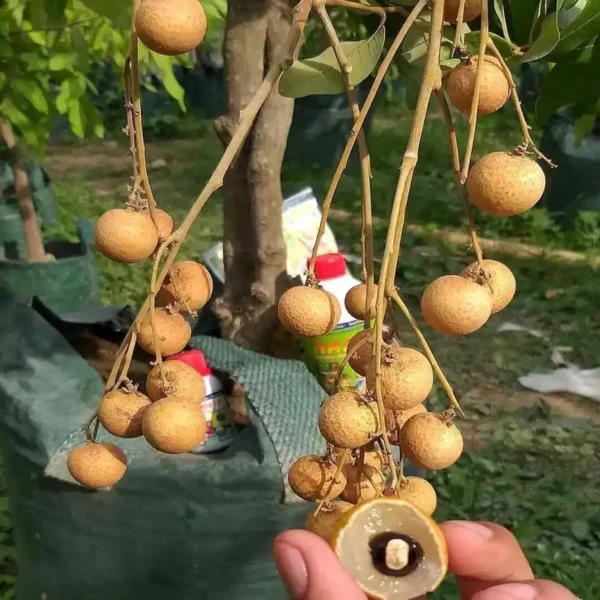 Diamond River Dragon Eye Longan Grafted Fruit Live Plant - Image 4