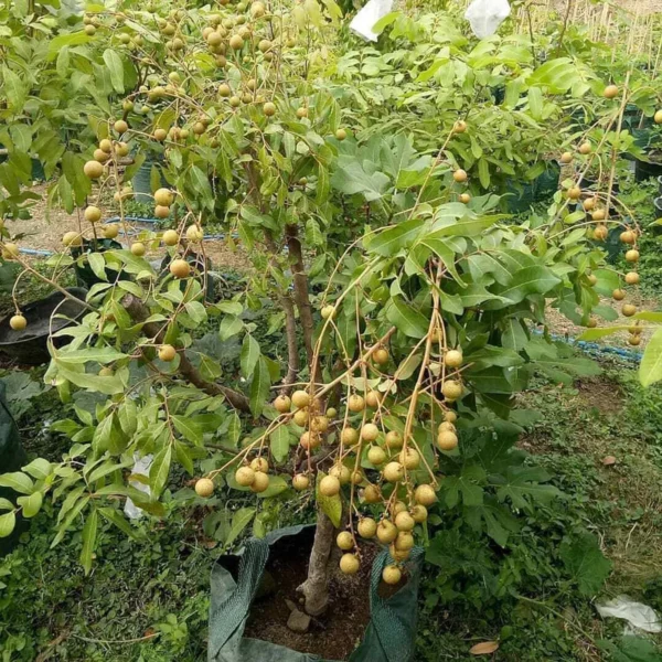 Diamond River Dragon Eye Longan Grafted Fruit Live Plant - Image 5