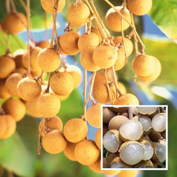 Khaki Dragon Eye Longan Grafted Fruit Live Plant