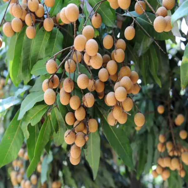 Khaki Dragon Eye Longan Grafted Fruit Live Plant - Image 2