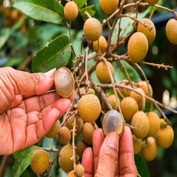 Khaki Dragon Eye Longan Grafted Fruit Live Plant - Image 3
