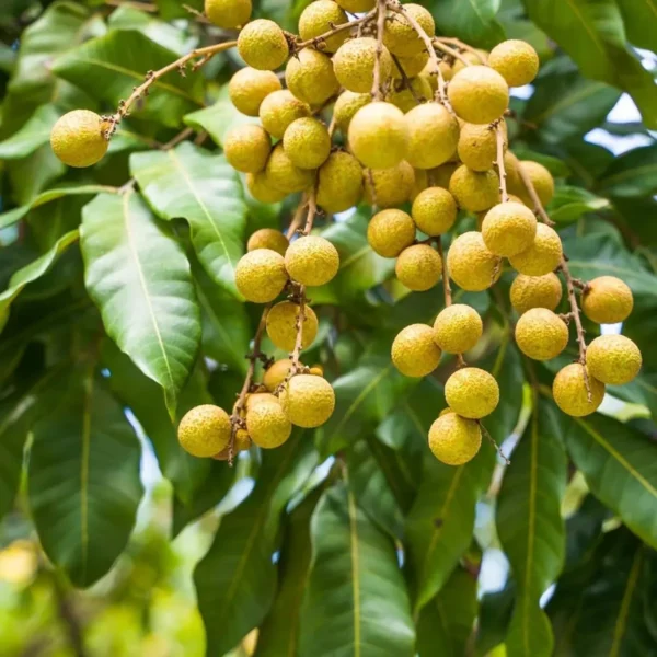 Khaki Dragon Eye Longan Grafted Fruit Live Plant - Image 4